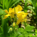 Greater Celandine, 500 Seeds