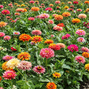 W1353 Candy Stripe Zinnia Mix, 100 Seeds