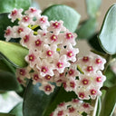 Coin Leaf Hoya, 5 Cuttings