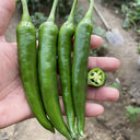 Xiangla Hangjiao Pepper Seeds, 0.5g