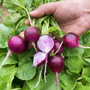 Purple Cherry Radish Seeds, 5g