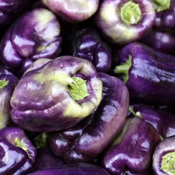 Shouhe Amethyst Sweet Pepper, 20 Seeds