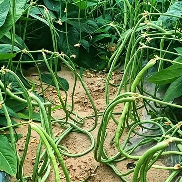 Zhengjiang Dwarf Bush Yardlong Bean Seeds, 30 Grams ≈ 180 Seeds