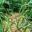 Zhengjiang Dwarf Bush Yardlong Bean Seeds, 30 Grams ≈ 180 Seeds