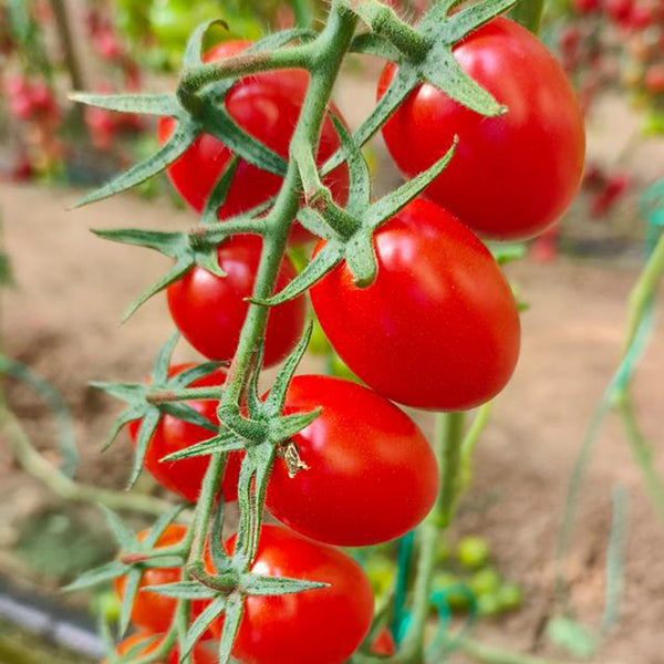 Red Saint Cherry Tomato, 100 Seeds