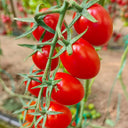 Red Saint Cherry Tomato, 100 Seeds