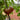 Cherokee Purple Tomato, 10 Seeds