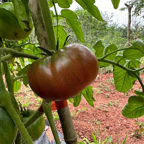Cherokee Purple Tomato, 10 Seeds