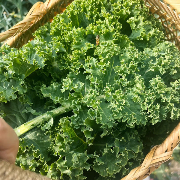 Curly Kale Seeds, 200 Seeds