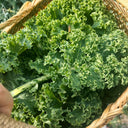 Curly Kale Seeds, 200 Seeds