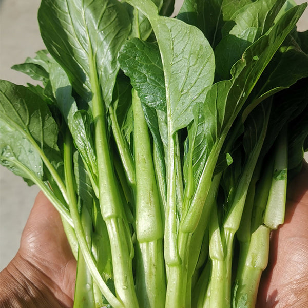 Green Tender Sweet Choy Sum Seeds, 20g