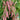 Sparrow Egg Cranberry Bean Seeds, 50g