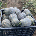 Peanut Pumpkin Seeds, 10 Seeds