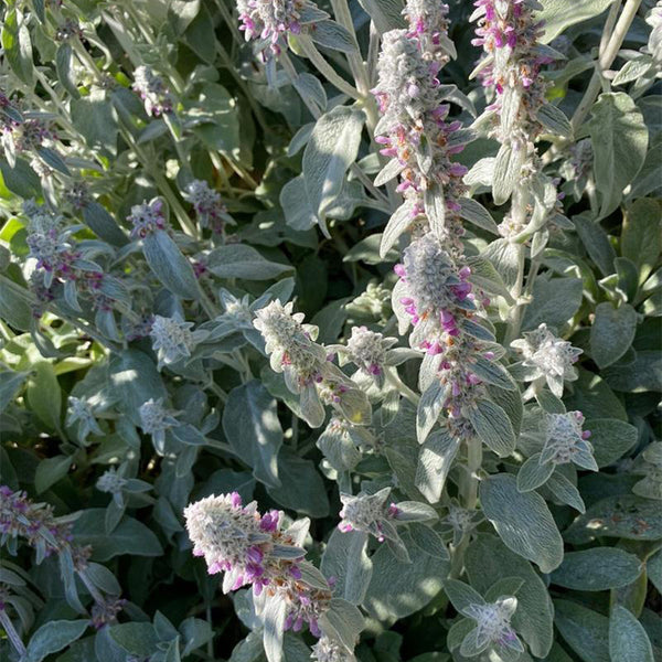 Lamb's Ear, 20 Seeds