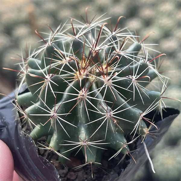 Thelocactus setispinus, 4-5cm