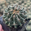 Thelocactus setispinus, 4-5cm