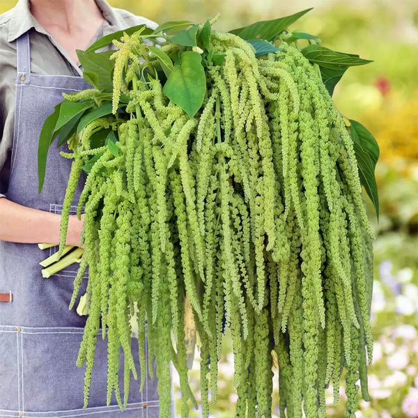 Green Love-lies-bleeding Flower Seeds, 1g