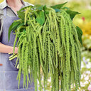 Green Love-lies-bleeding Flower Seeds, 1g