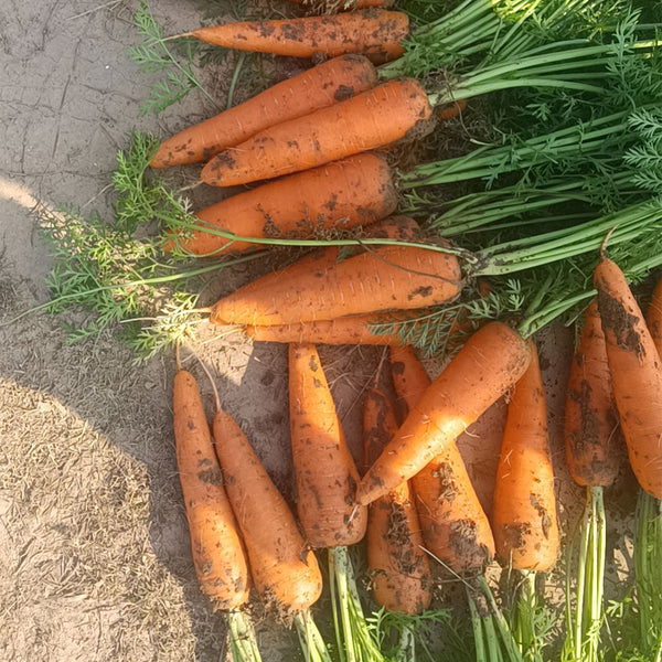 'Fengmei Xiaohongshen' Carrot Seeds, 10g