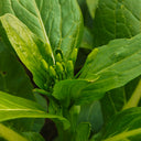 Sijiu Yellow-leaf Choy Sum Seeds, 20g