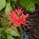 Lycoris radiata (Triploid), 2 Bulbs