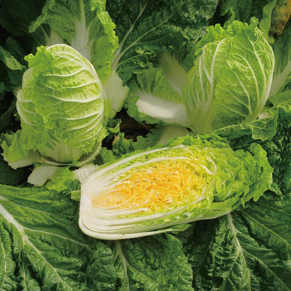 Quanfu Baby Cabbage Seeds, 5 × 5g Bags