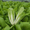 'Chiye No.6' Pak Choi Seeds, 25g