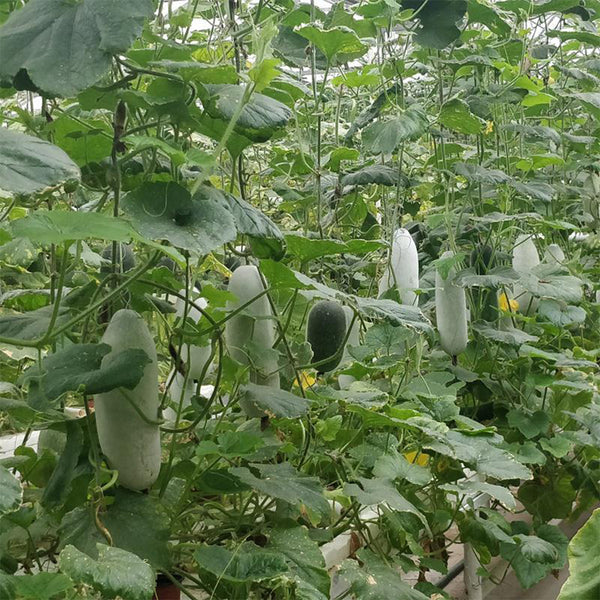 Taiwan Small Wax Gourd Seeds, 200 Seeds