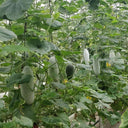 Taiwan Small Wax Gourd Seeds, 200 Seeds