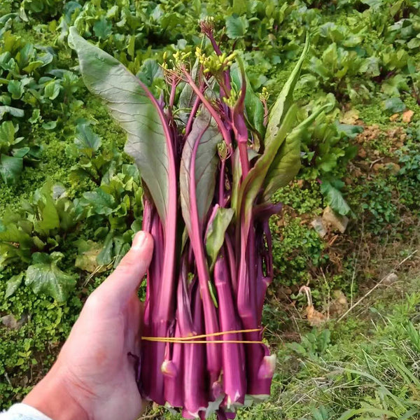 'Hongxiu 58' Flowering Stalk Seeds, 5g