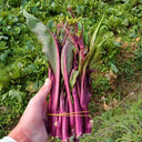 'Hongxiu 58' Flowering Stalk Seeds, 5g