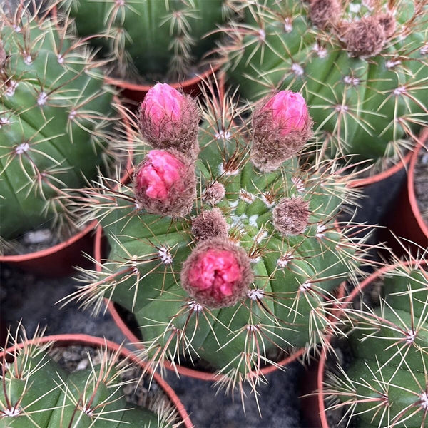Parodia ottonis 'Pink Flower', 3-4cm