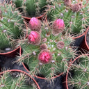 Parodia ottonis 'Pink Flower', 3-4cm
