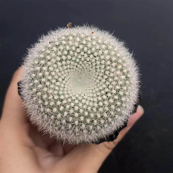 Parodia haselbergii, 3-4cm