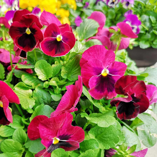 Hezhichun Pansy 'Cat Face', 30 Seeds