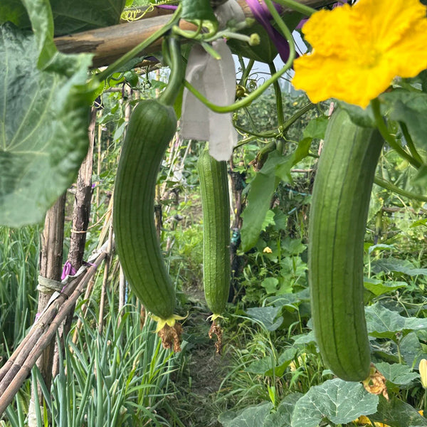 Green Superior Luffa Seeds, 20 Seeds