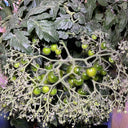 800 Explosion Head Mini Dark Stripe Tomato, 3 Seeds