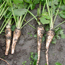 Parsnip, 50 Seeds