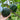 Green Baby Mini Pumpkin Seeds, 50 Seeds