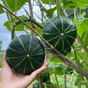 Green Baby Mini Pumpkin Seeds, 50 Seeds
