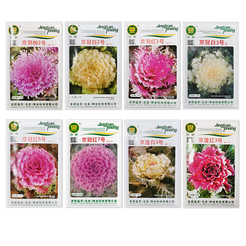 Kale Seeds, Garden Ornamental Vegetables Flowers, Edible, Pack of 1