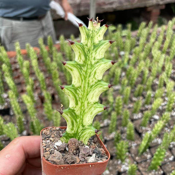Euphorbia trigona 'Variegata', 7-8cm