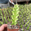 Euphorbia trigona 'Variegata', 7-8cm