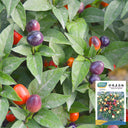 Pearl Multicolor Pepper Seeds, 100 Seeds