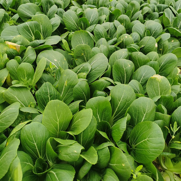 'Hefeng' Shanghai Bok Choy Seeds, 20g