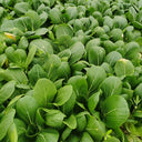 'Hefeng' Shanghai Bok Choy Seeds, 20g
