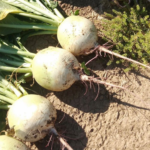 'Xinlimei' Red Heart Radish Seeds, 10g
