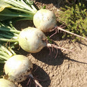 'Xinlimei' Red Heart Radish Seeds, 10g
