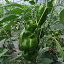Wrinkled Spicy Pepper No.1 Seeds, 30 Seeds