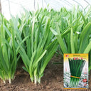 Fusheng No.1 Snow Leek Seeds, 250g